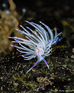 The beautiful Flabellina nudibranch photographers at Scub... by Norm Vexler 